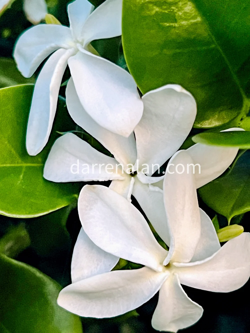 Jasmine+House+Base.JPEG?format